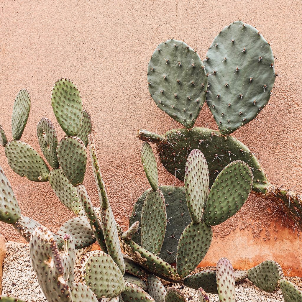 All You Need To Know About Vegan Cactus Leather